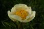 Preview: Pfingstrose Claire de Lune, Paeonia Hybride